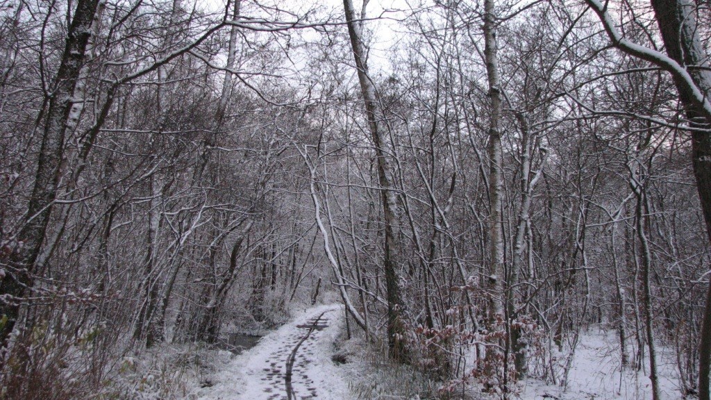 Billedet viser snedækket skovsti.